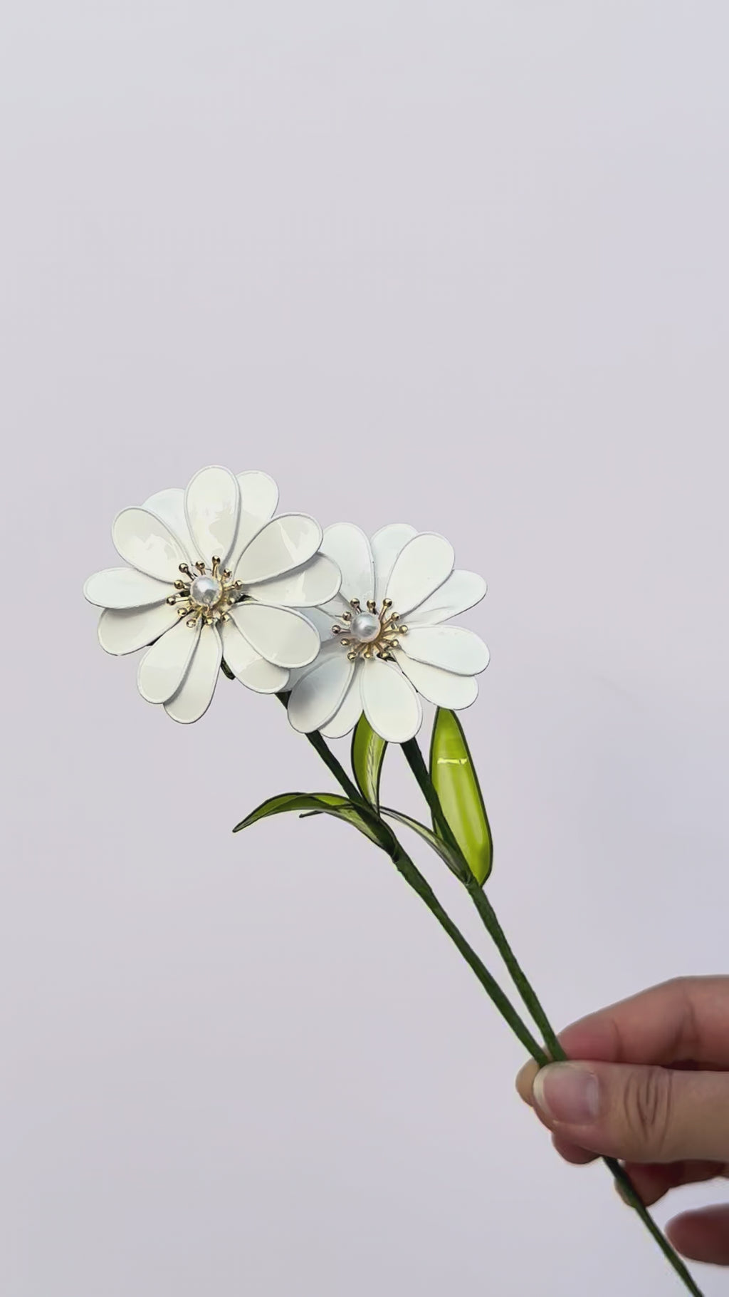 Daisy